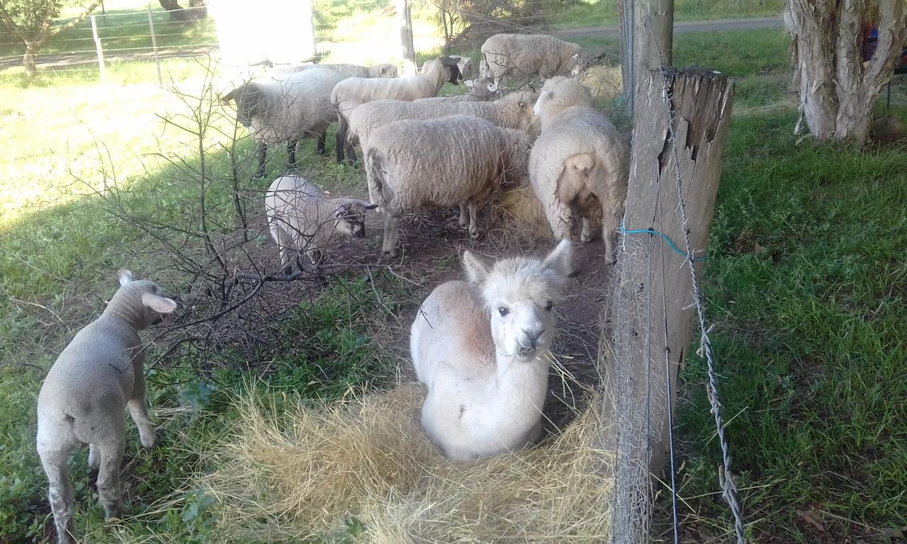 Ripples N Tonic Farmstay Ventnor Eksteriør billede