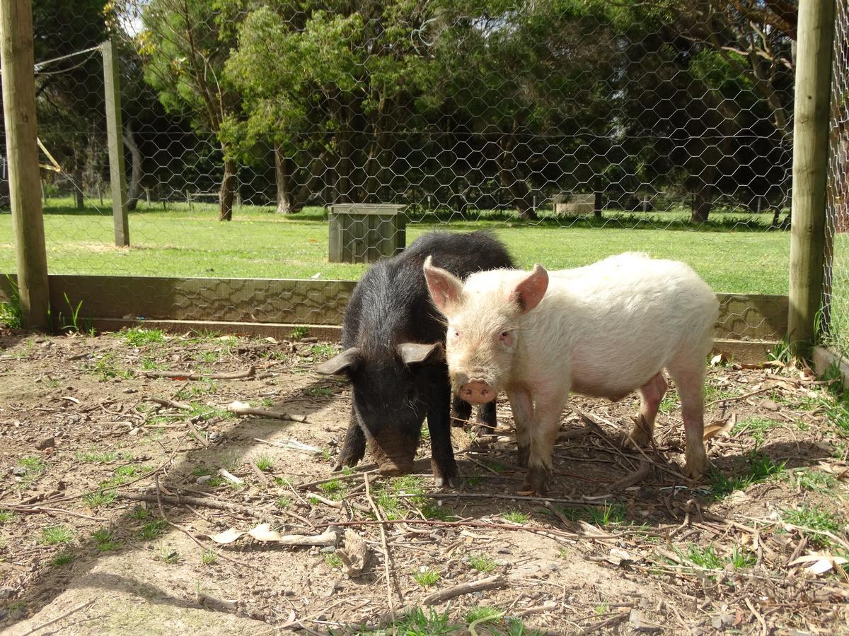 Ripples N Tonic Farmstay Ventnor Eksteriør billede