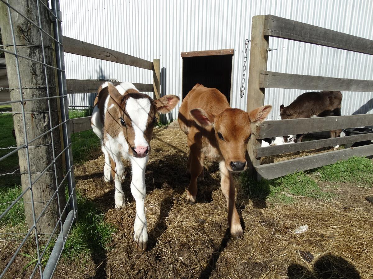 Ripples N Tonic Farmstay Ventnor Eksteriør billede